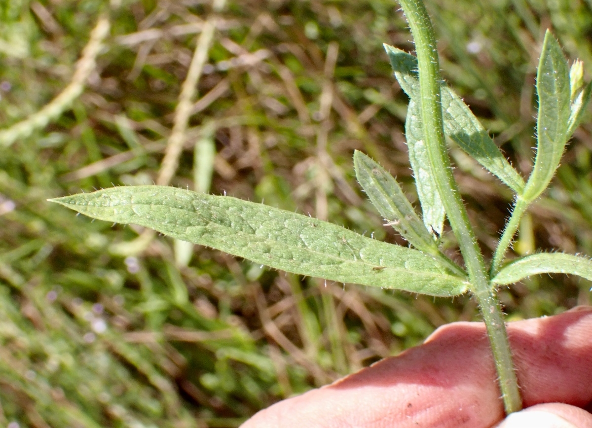 Verbena californica