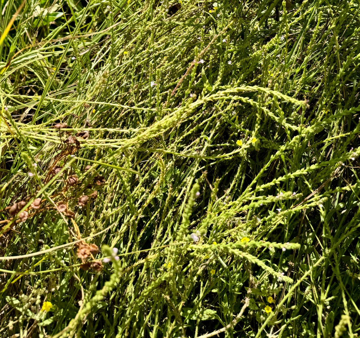 Verbena californica