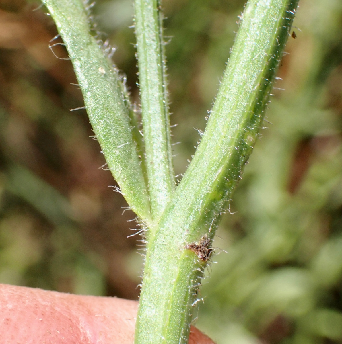 Verbena californica