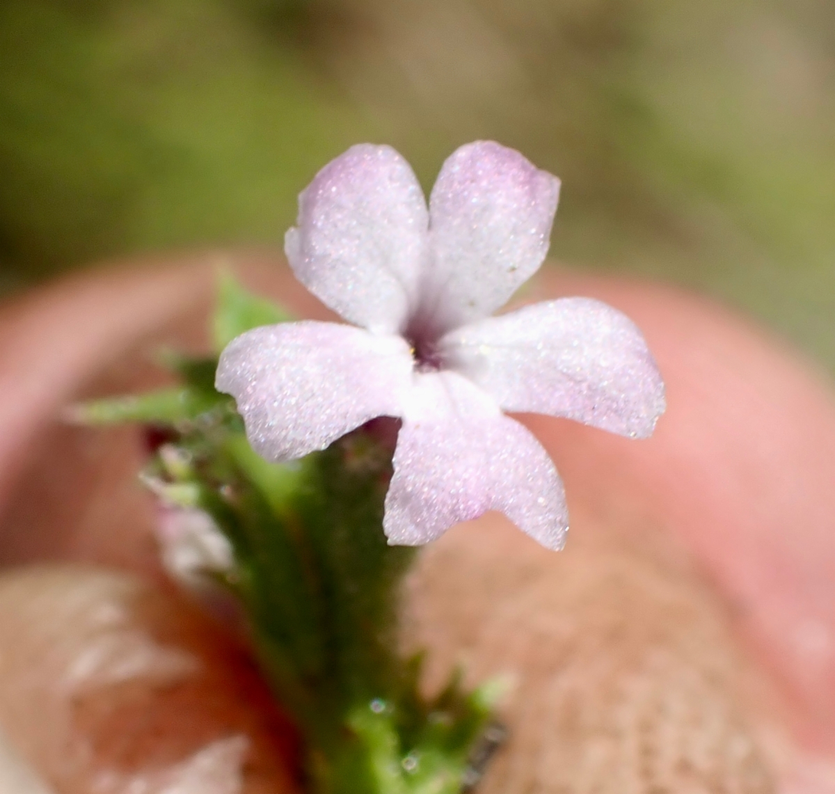 Verbena californica