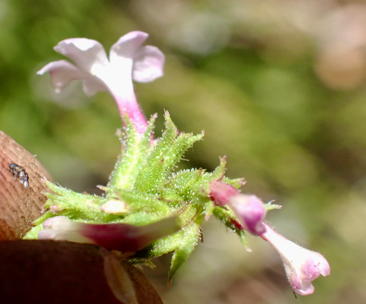 Verbena californica