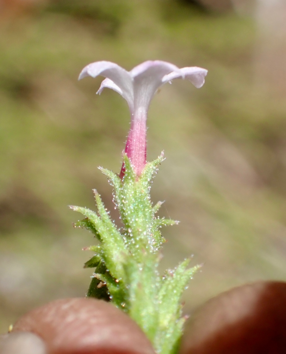 Verbena californica