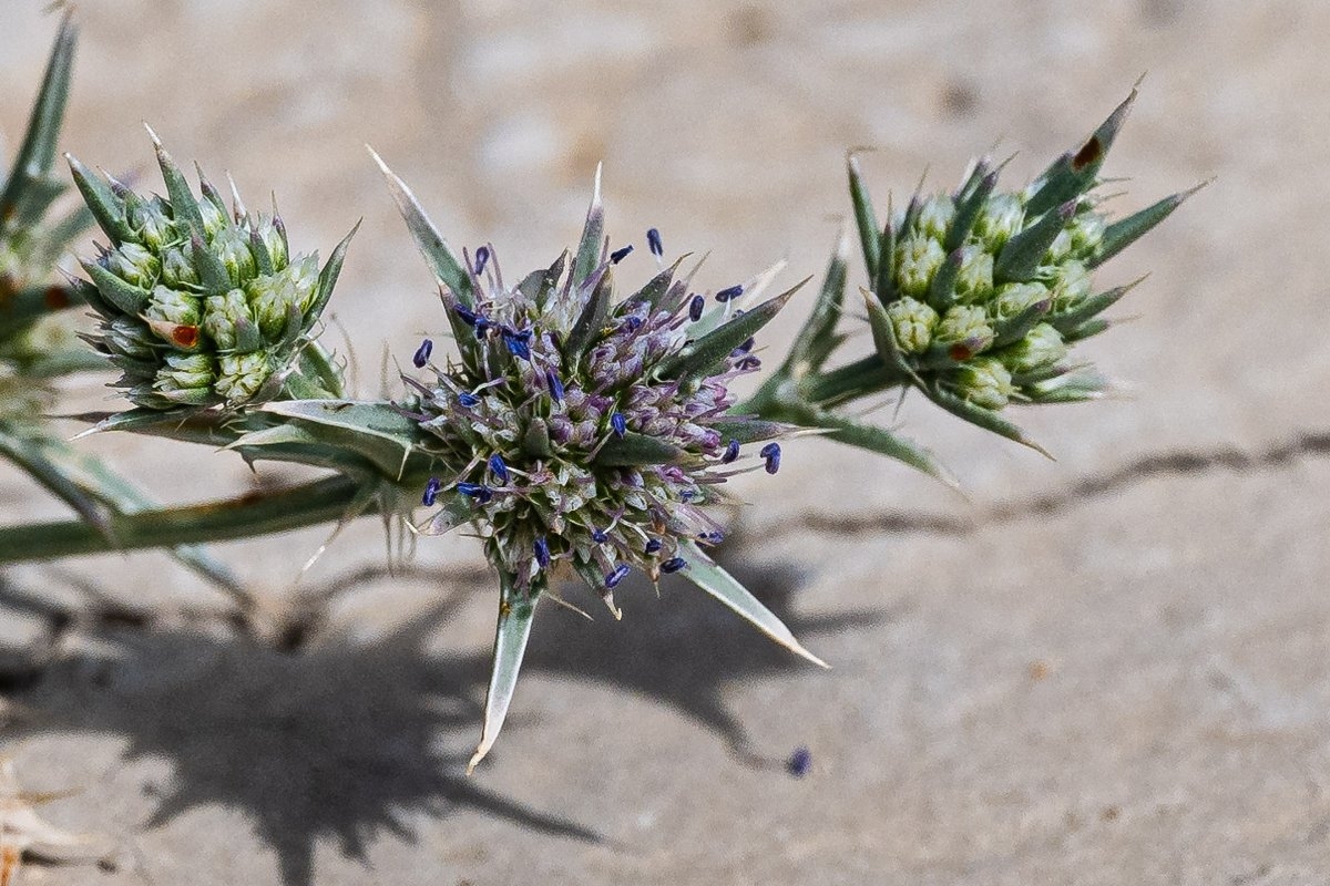 Eryngium jepsonii