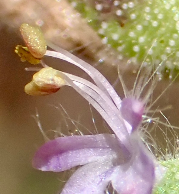 Trichostema rubisepalum