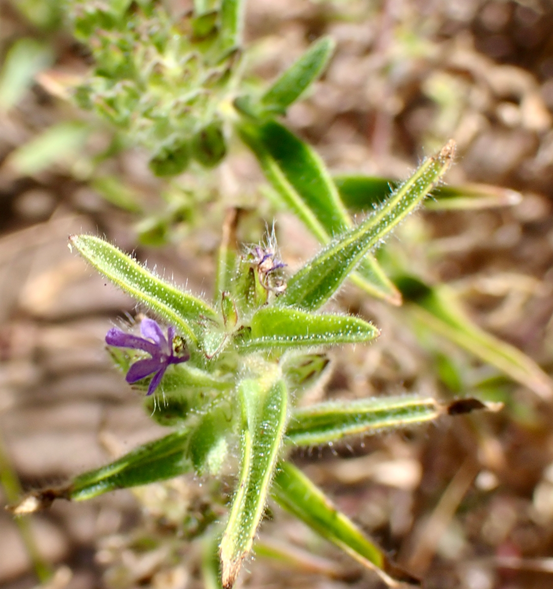 Trichostema rubisepalum