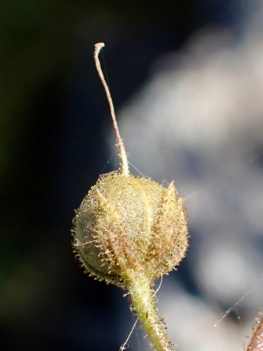 Verbascum blattaria