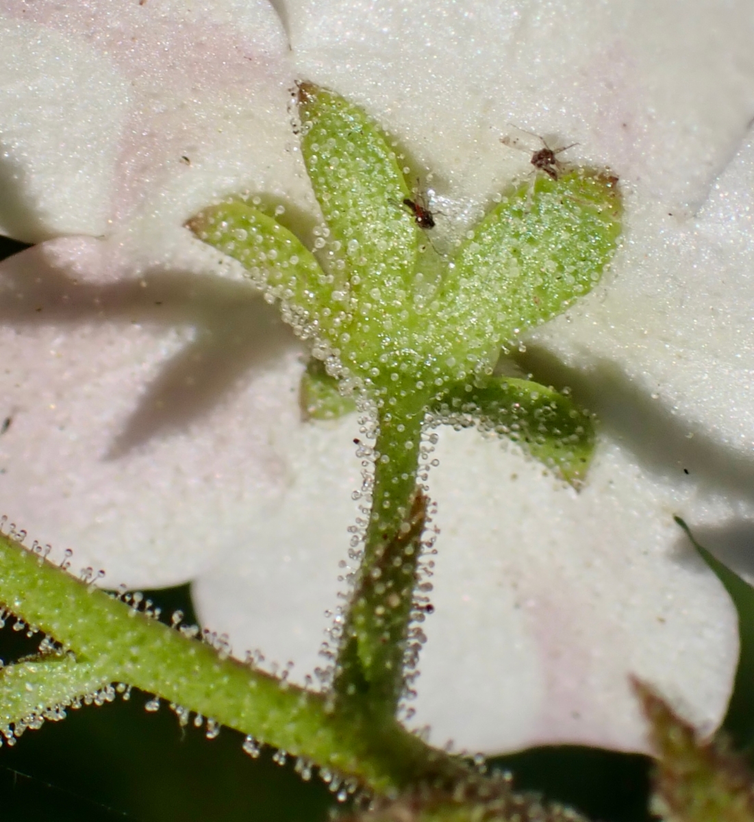 Verbascum blattaria