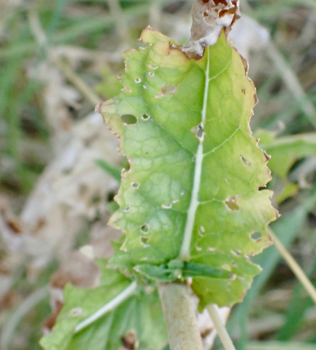 Verbascum blattaria