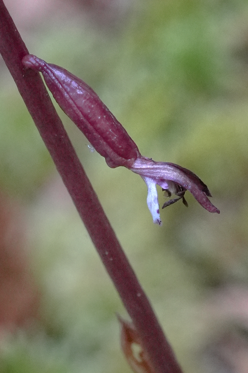 Corallorhiza maculata