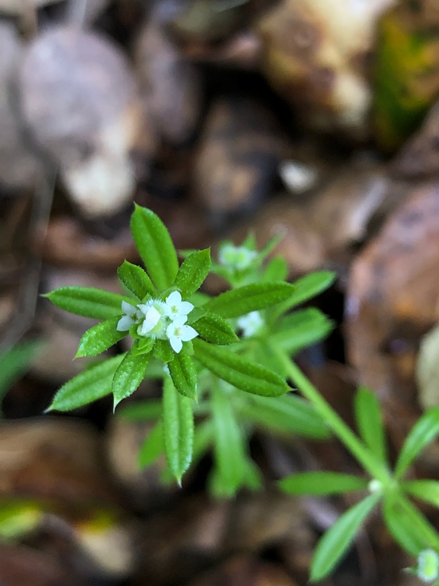 Galium aparine