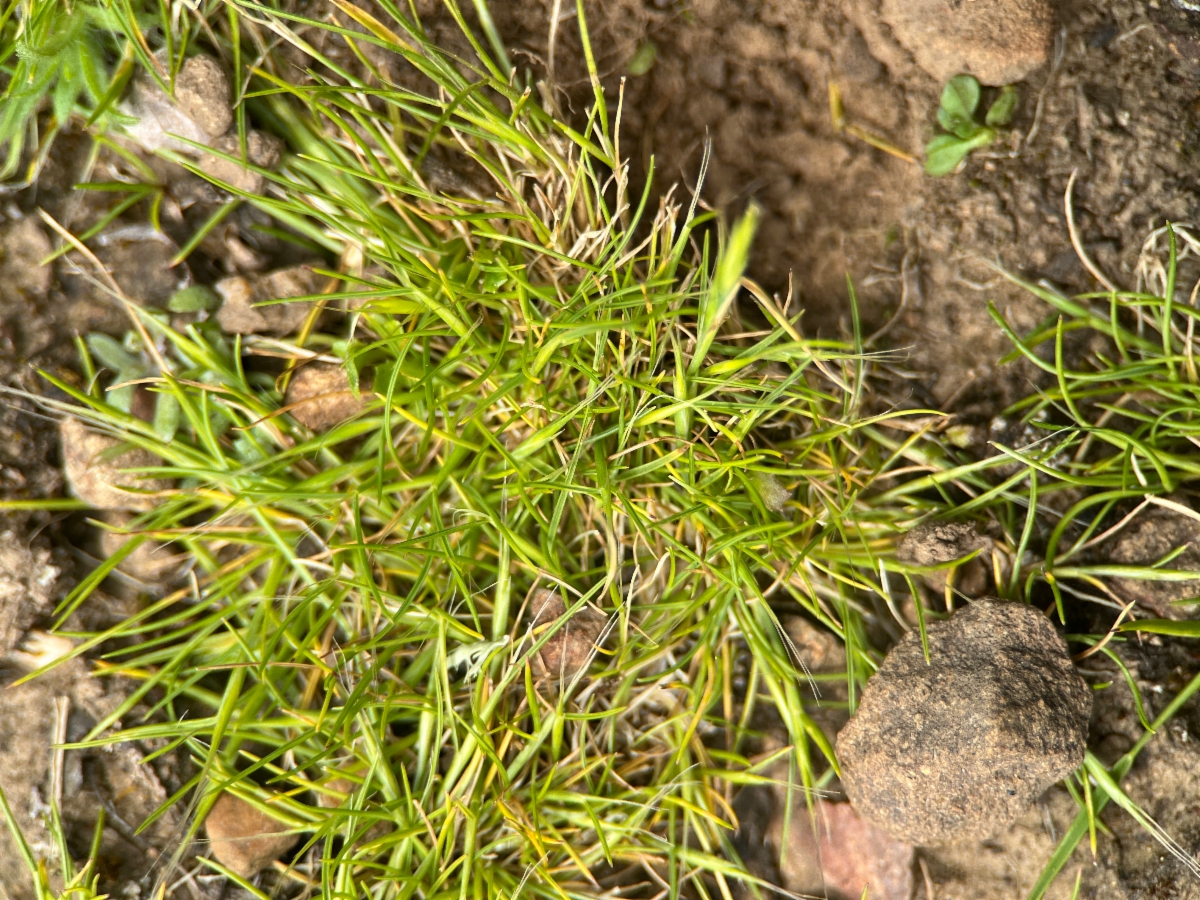 Festuca bromoides