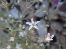 Arenaria aculeata