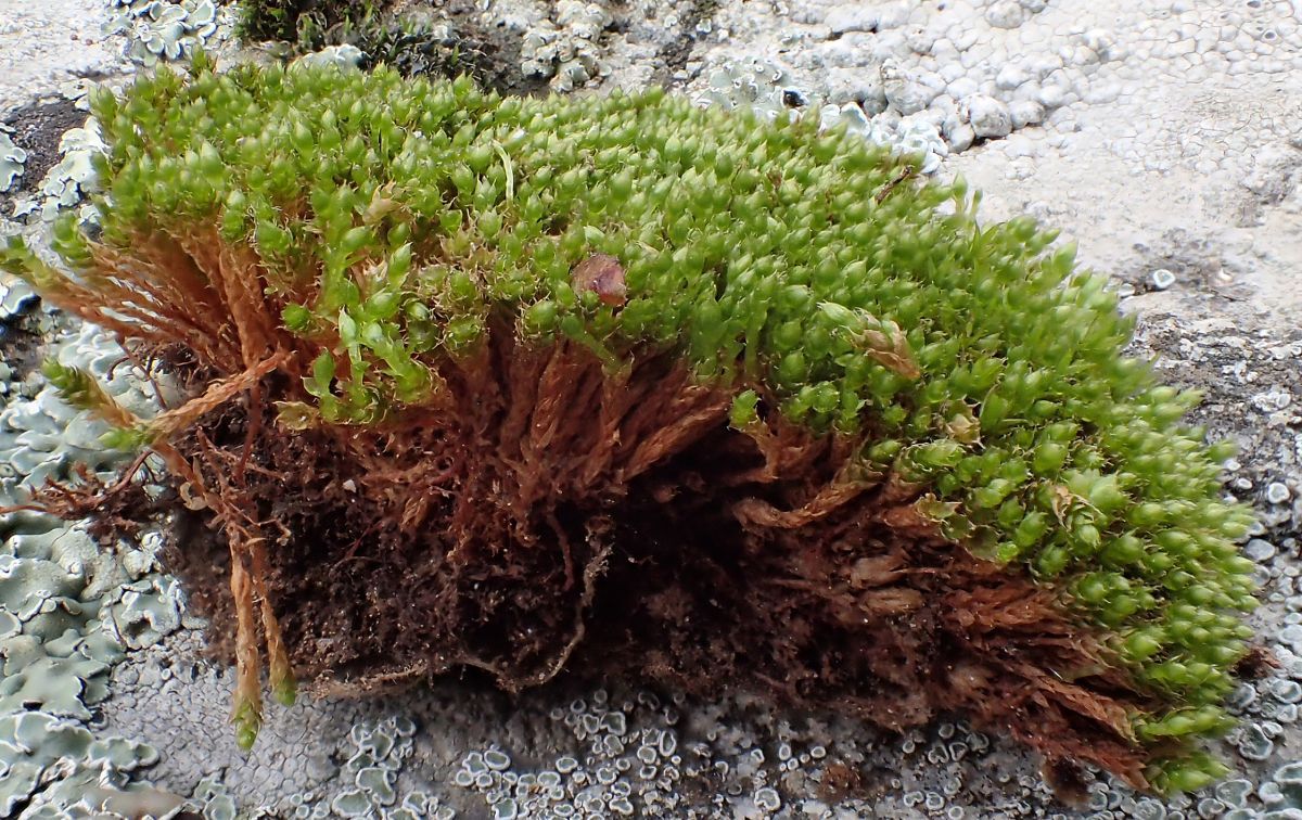 Rosulabryum capillare