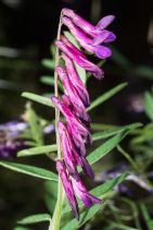 Vicia villosa ssp. varia