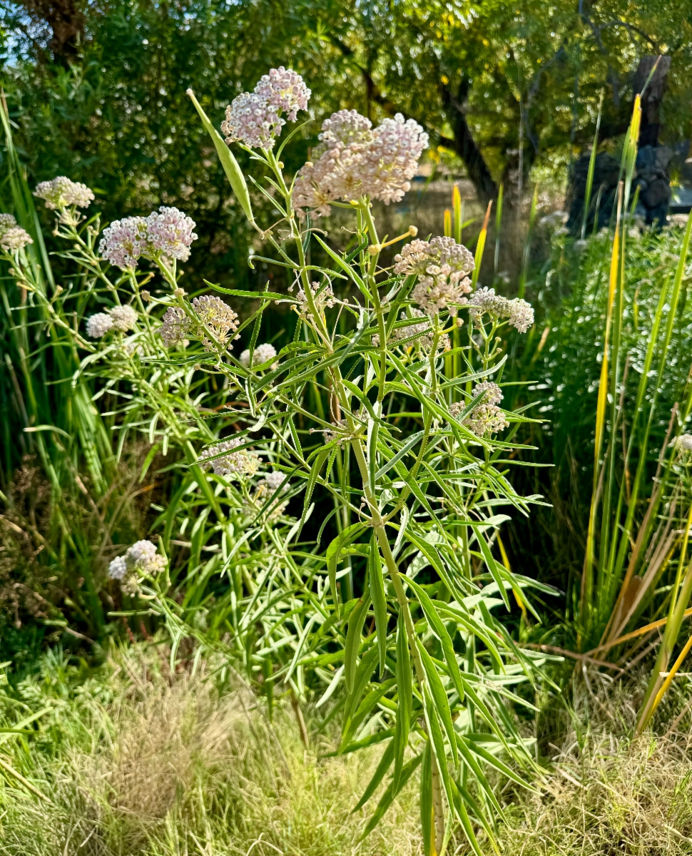 Asclepias fascicularis