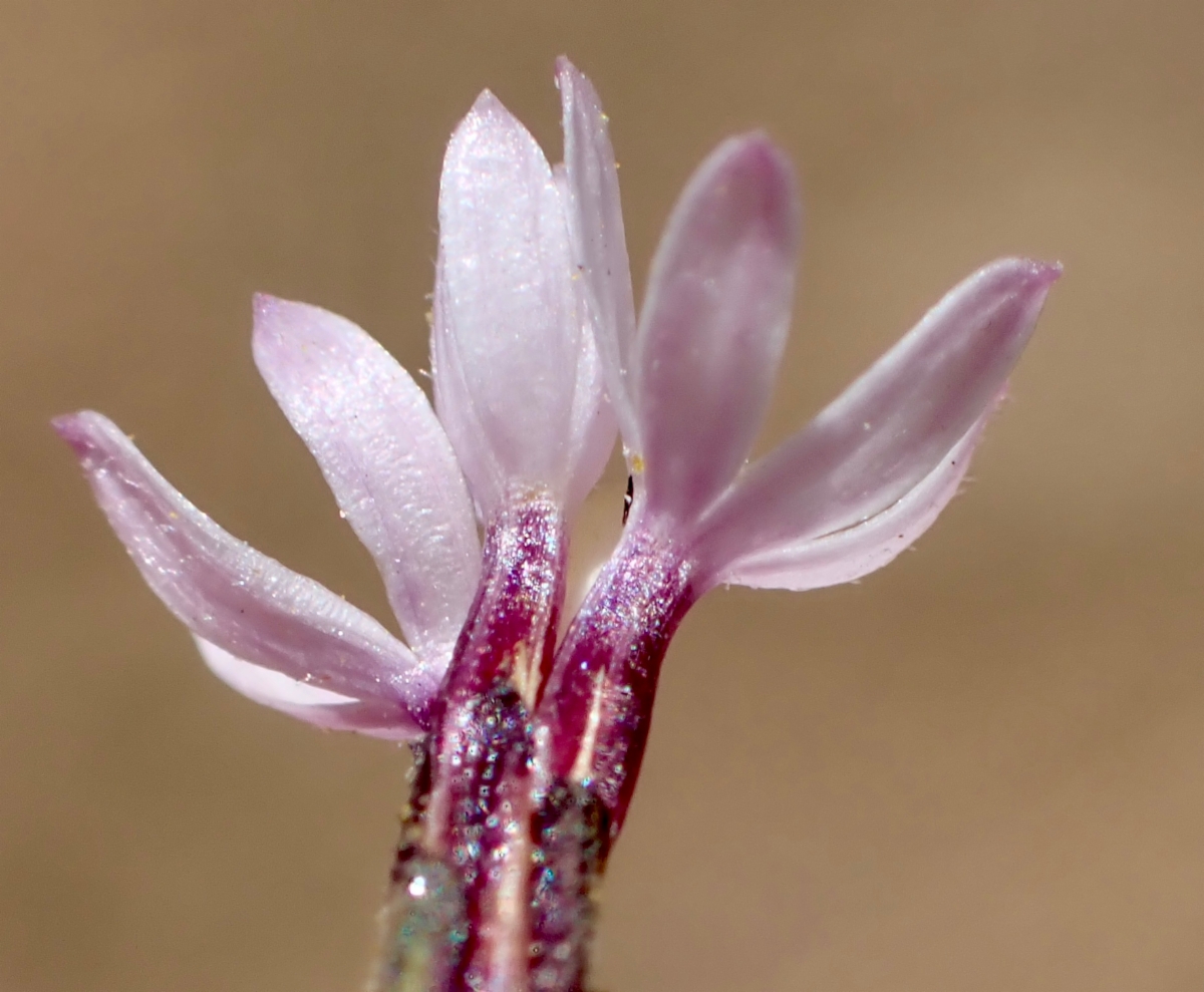 Lessingia nemaclada