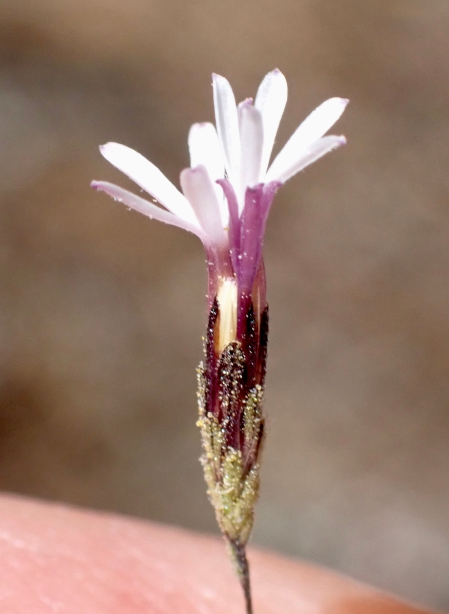 Lessingia nemaclada