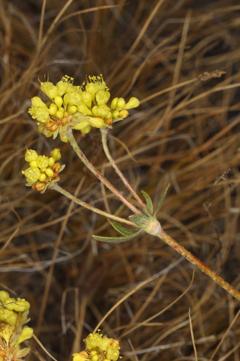 Eriogonum umbellatum var. covillei