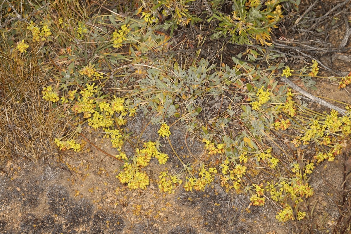 Eriogonum umbellatum var. covillei