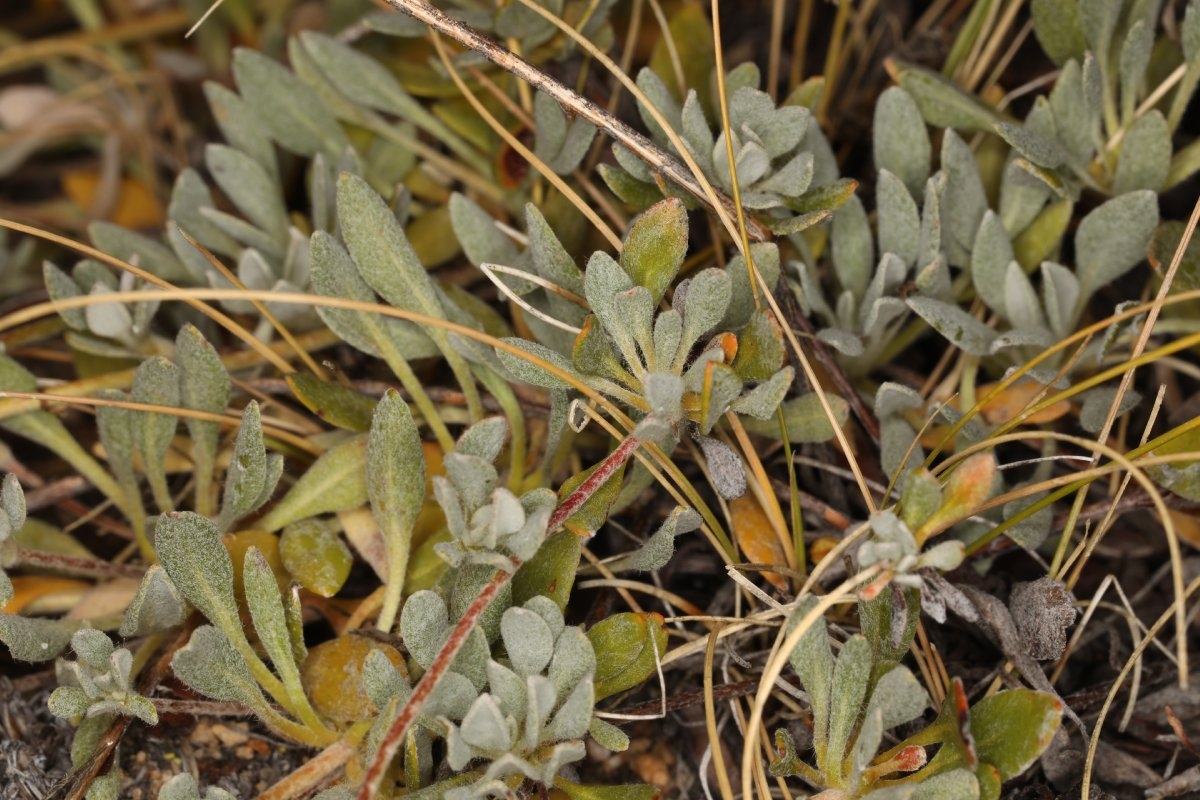 Eriogonum umbellatum var. covillei