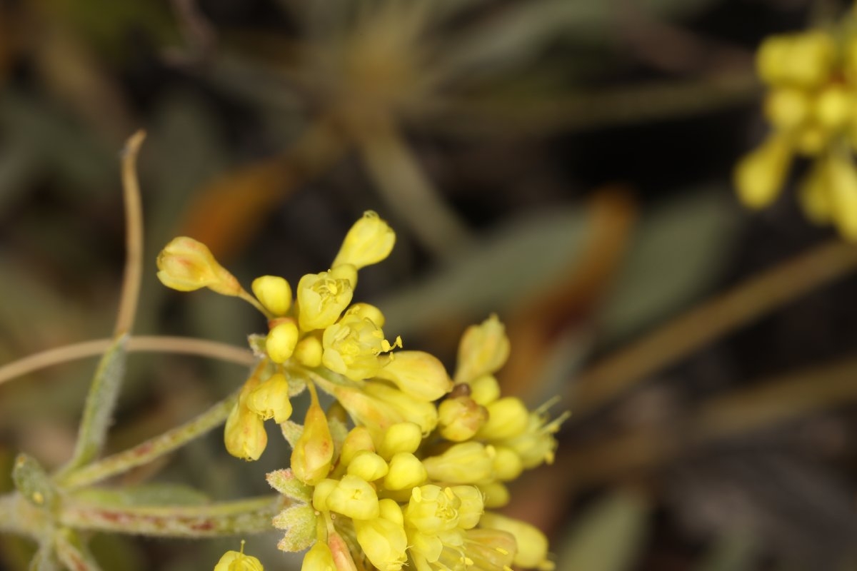 Eriogonum umbellatum var. covillei