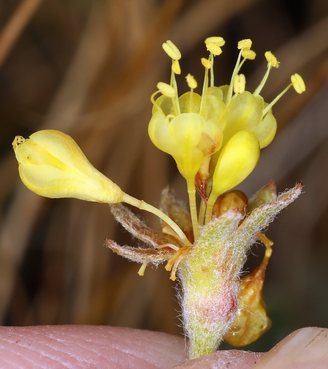 Eriogonum umbellatum var. covillei