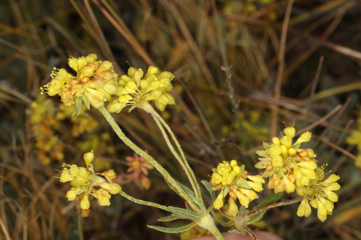 Eriogonum umbellatum var. covillei