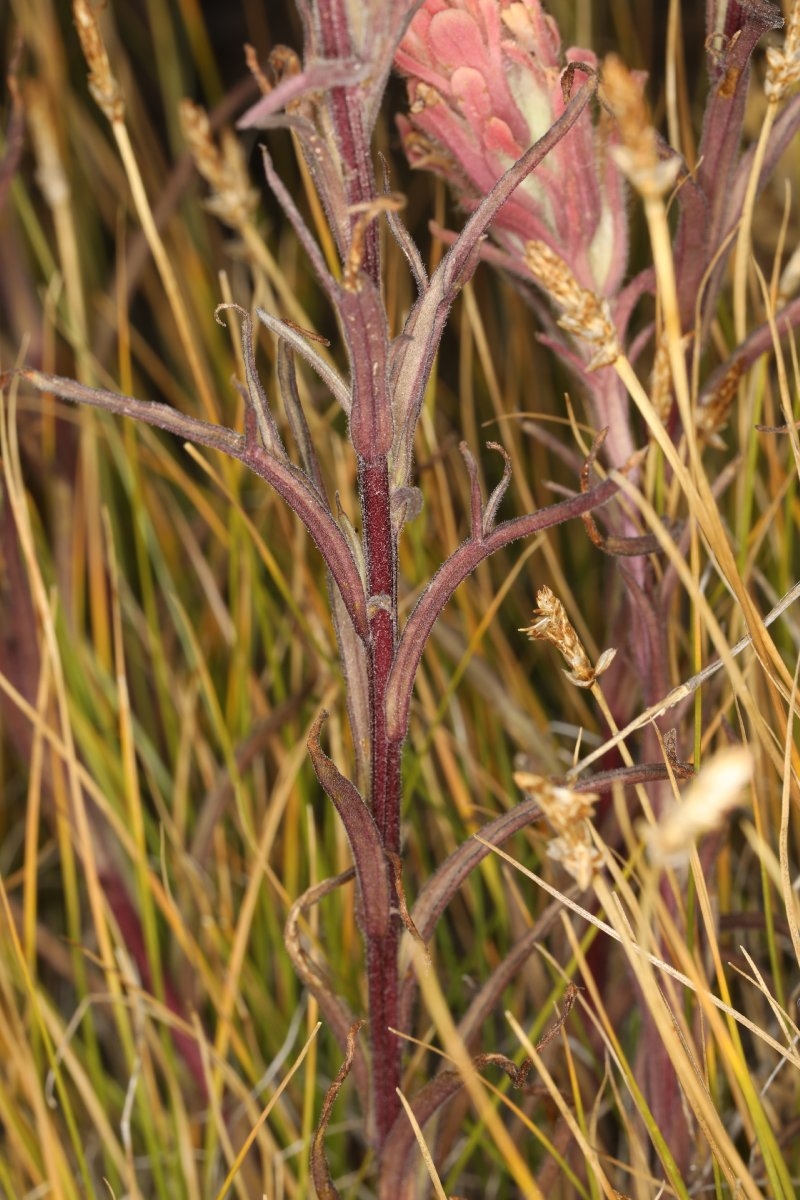 Castilleja praeterita