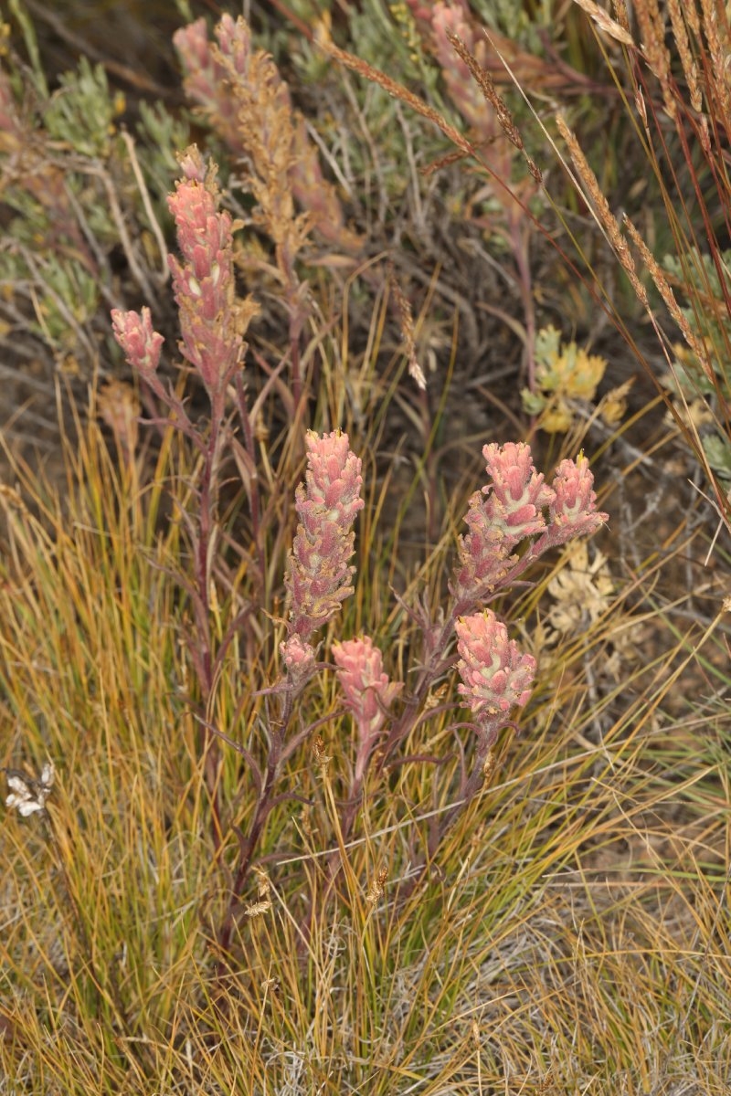 Castilleja praeterita