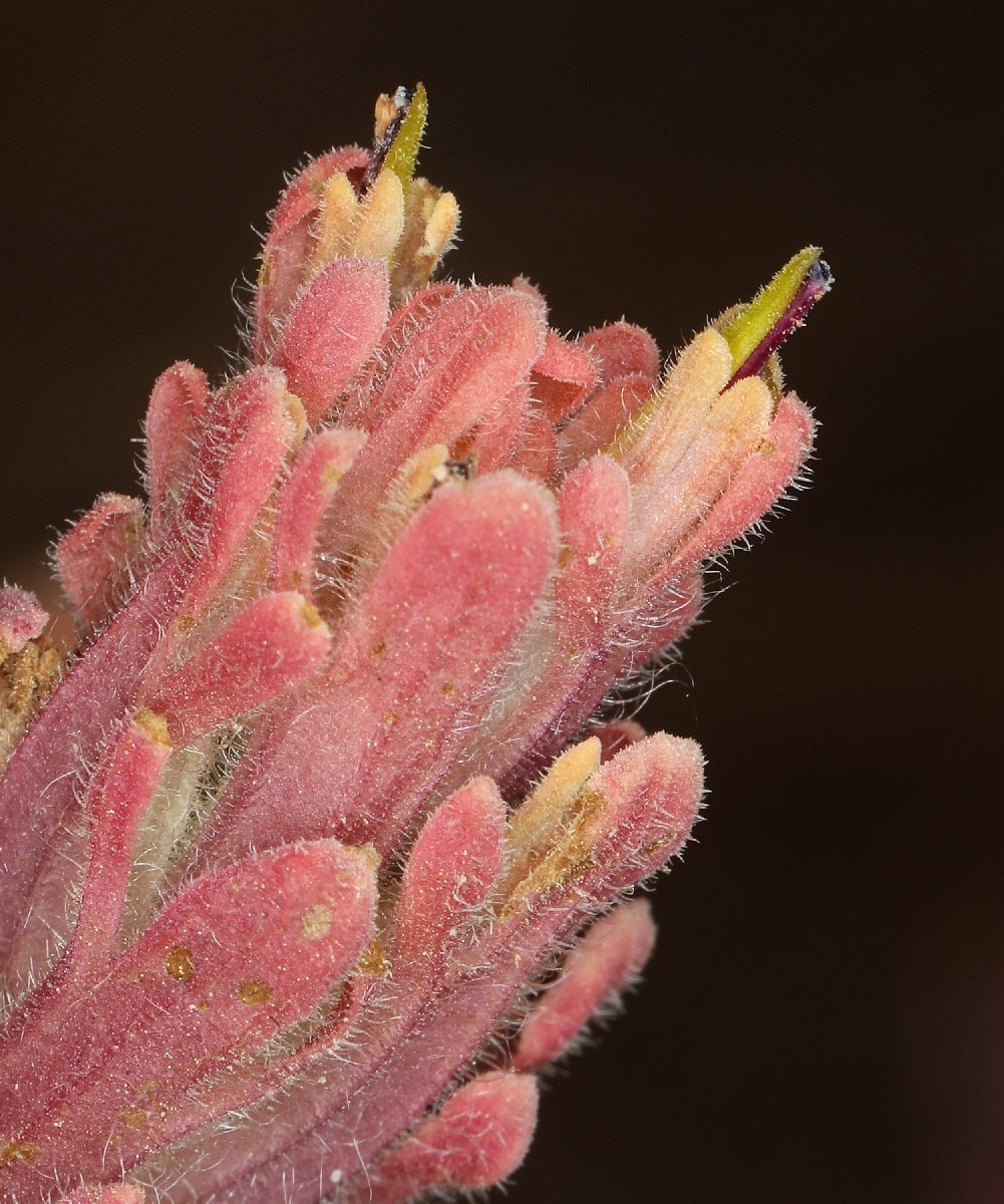 Castilleja praeterita