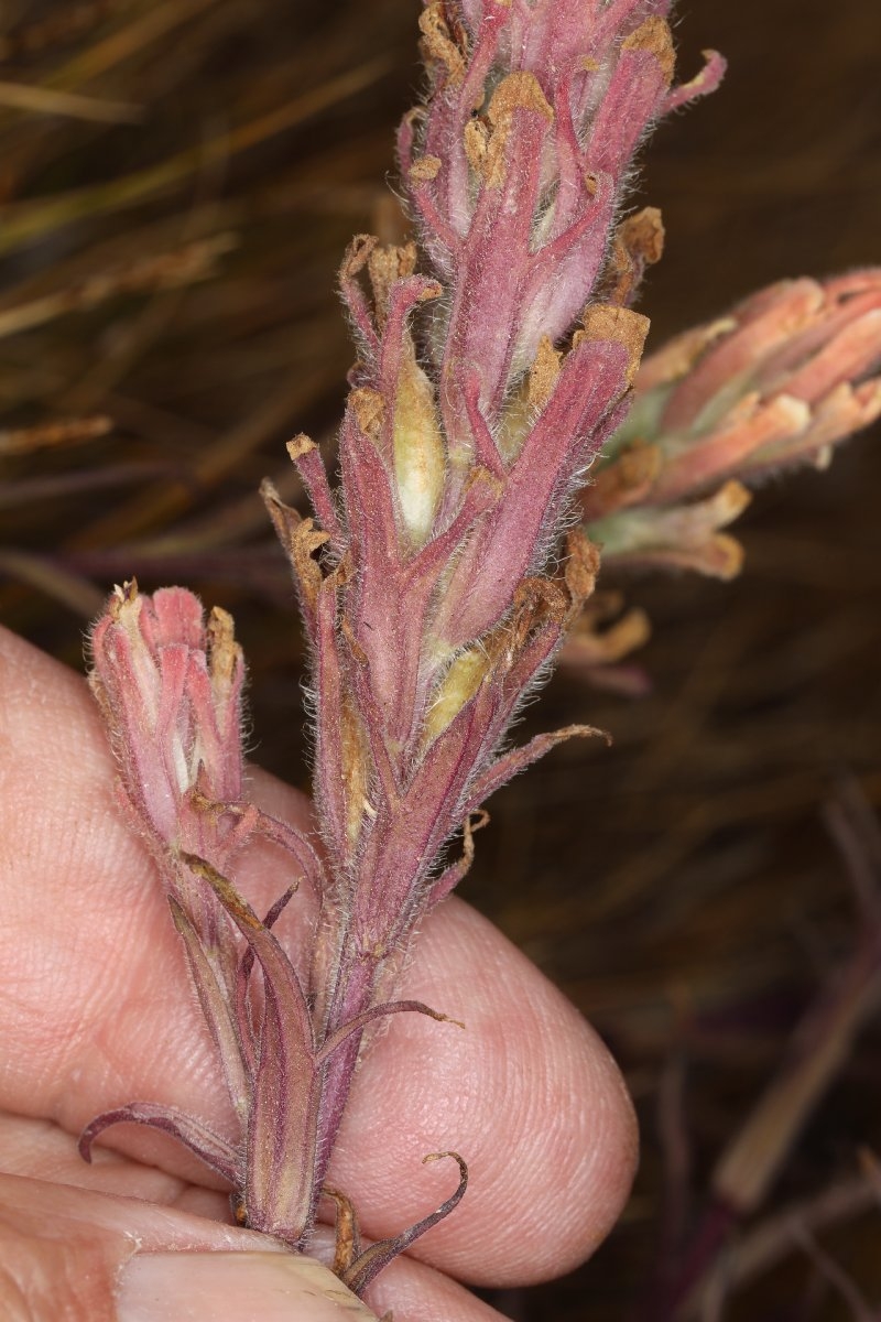 Castilleja praeterita