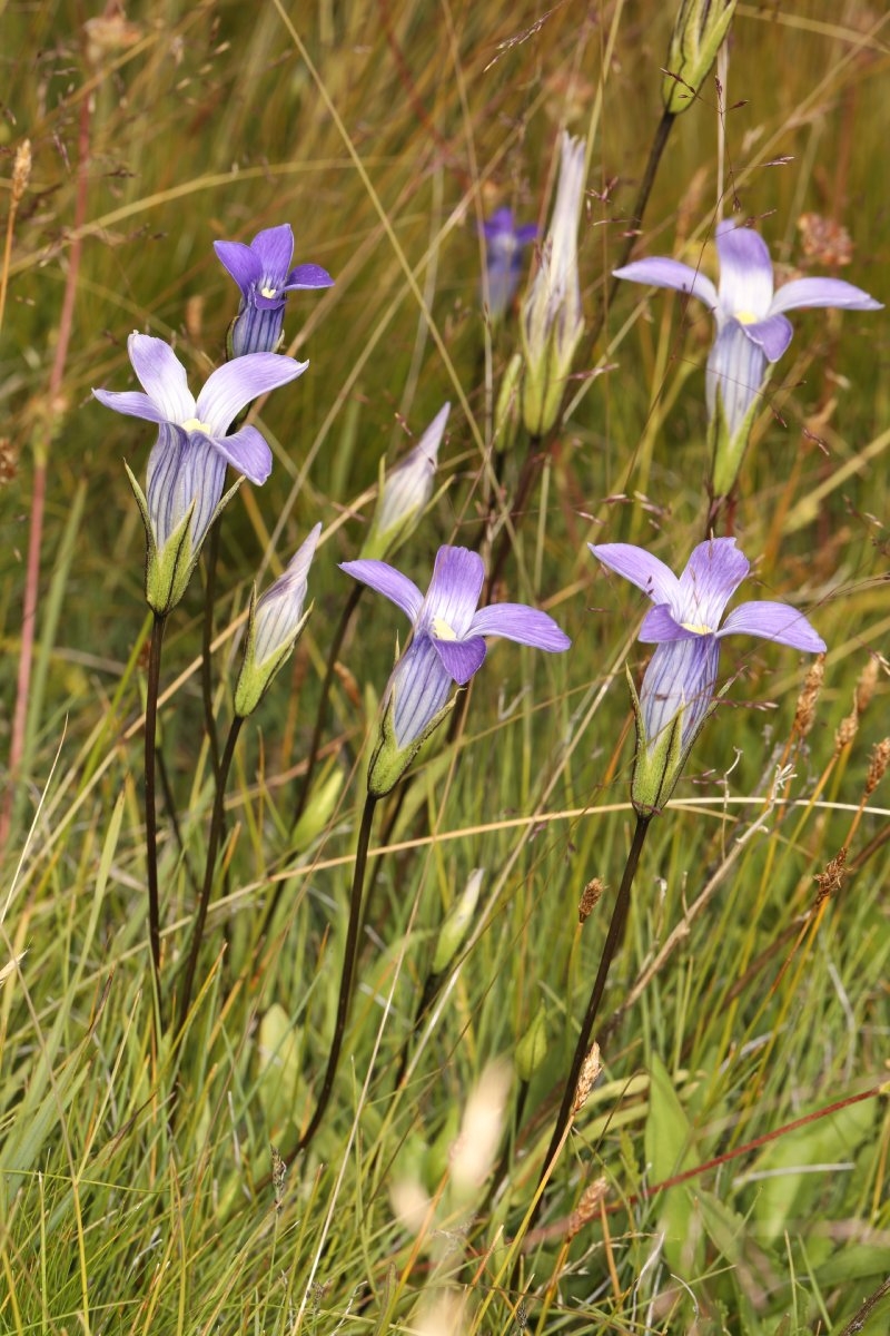 Gentianopsis holopetala