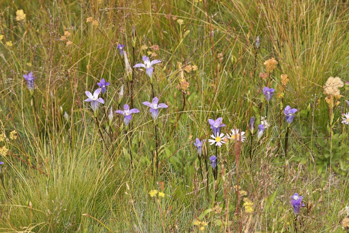 Gentianopsis holopetala