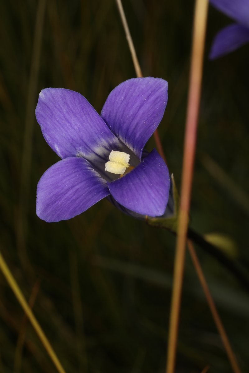 Gentianopsis holopetala