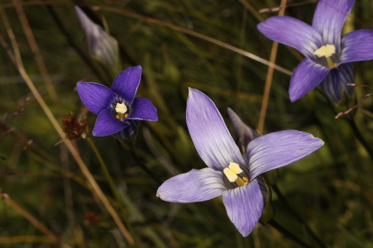 Gentianopsis holopetala