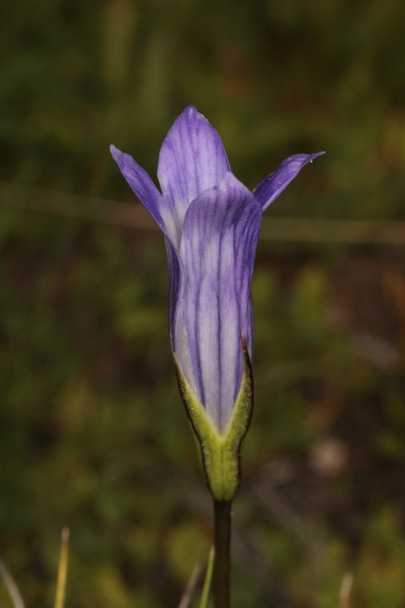 Gentianopsis holopetala