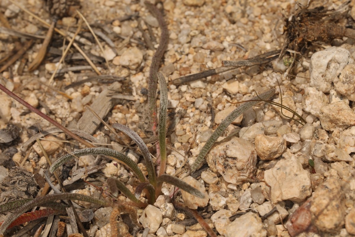 Ivesia santolinoides