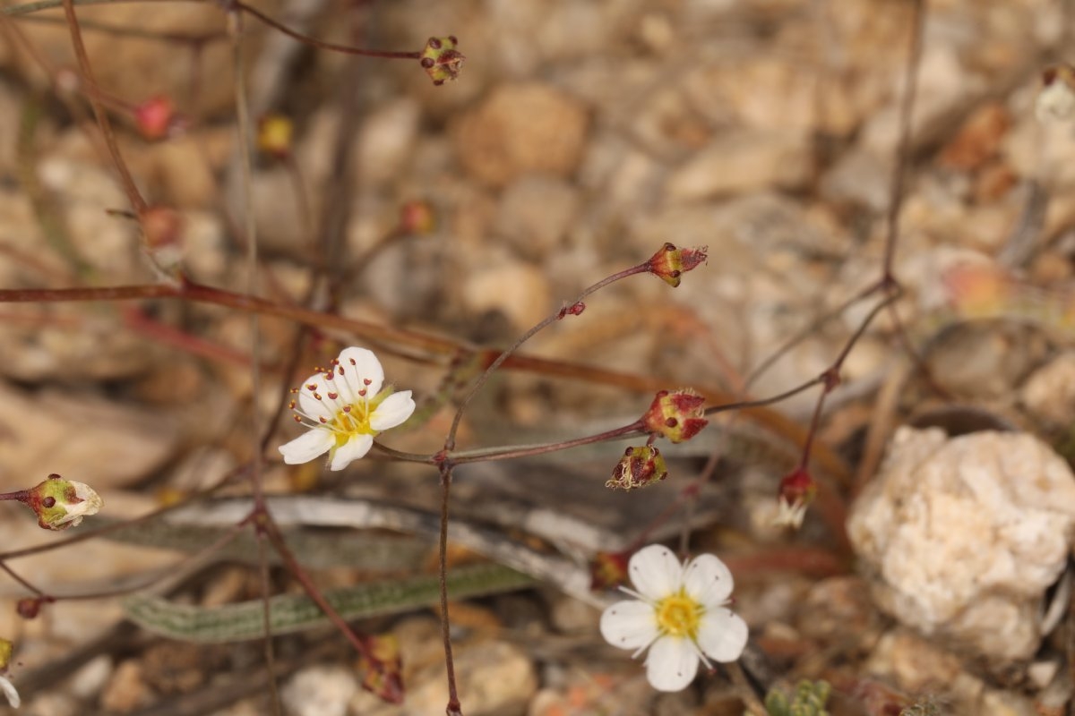 Ivesia santolinoides