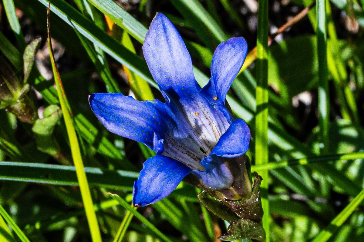 Gentiana newberryi var. newberryi