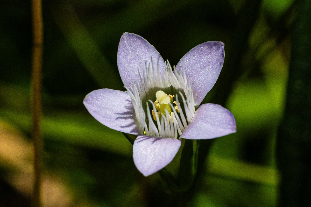 Gentianella amarella ssp. acuta