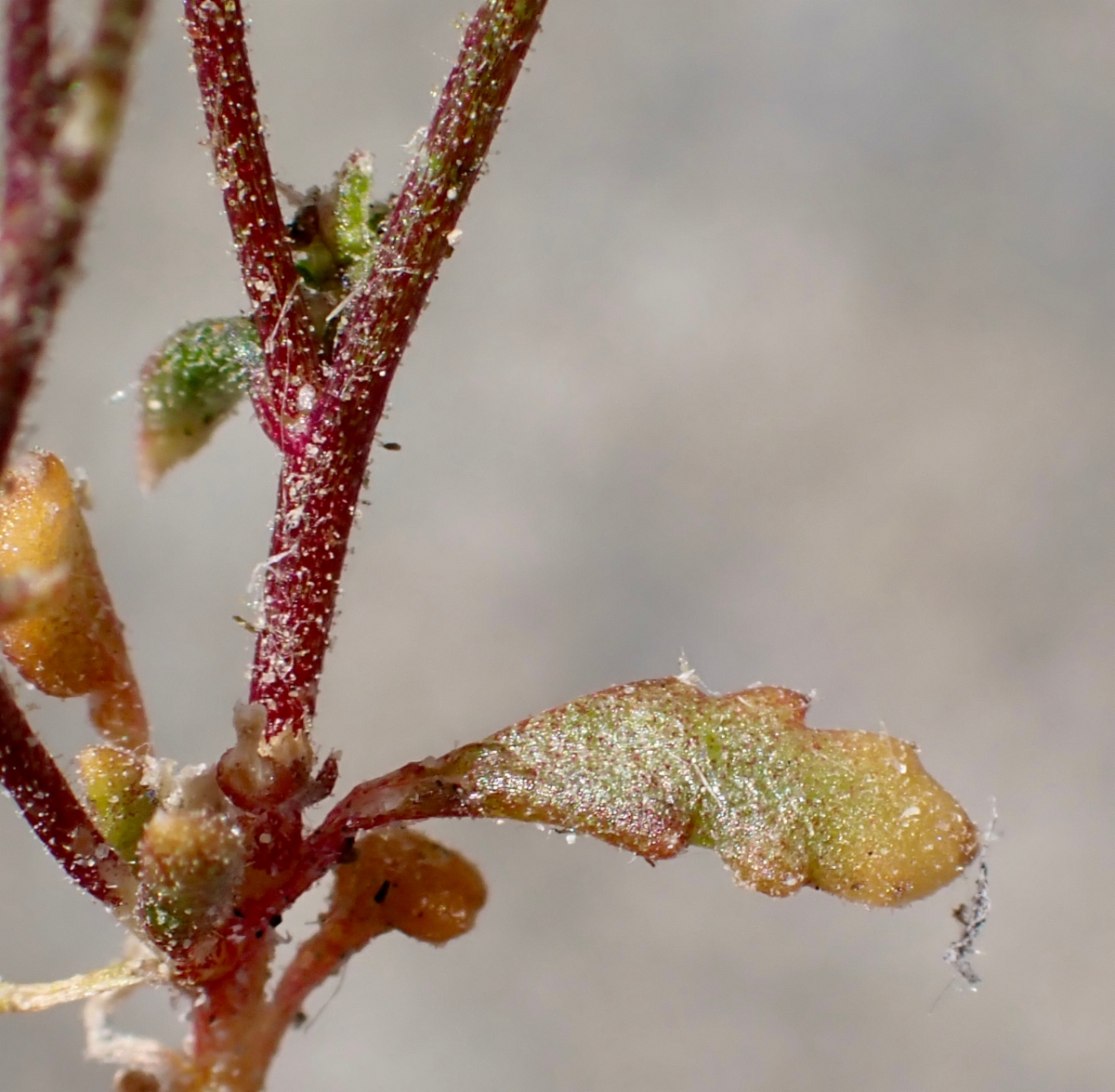 Aliciella monoensis