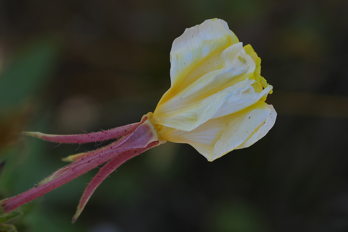 Oenothera wolfii