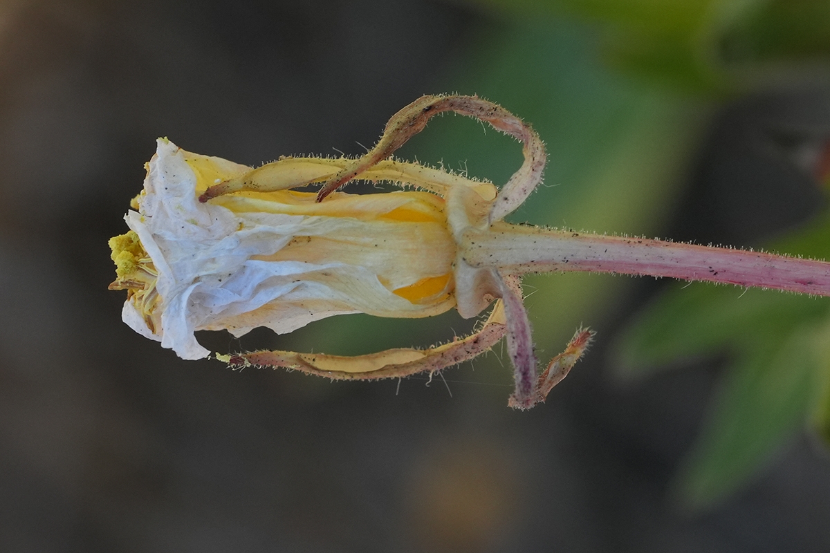 Oenothera wolfii