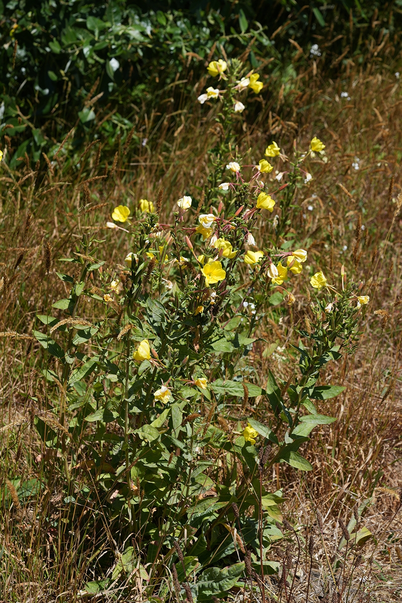 Oenothera wolfii