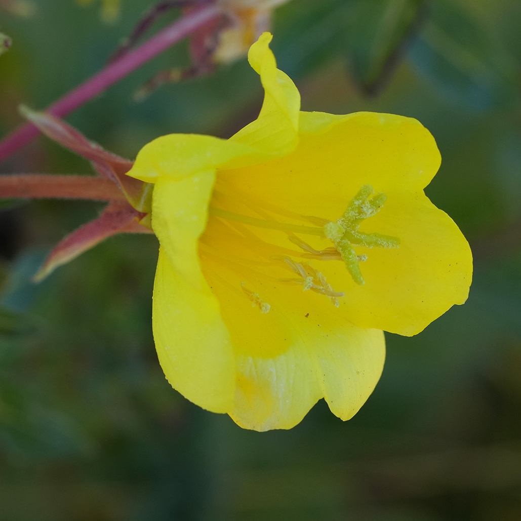 Oenothera wolfii