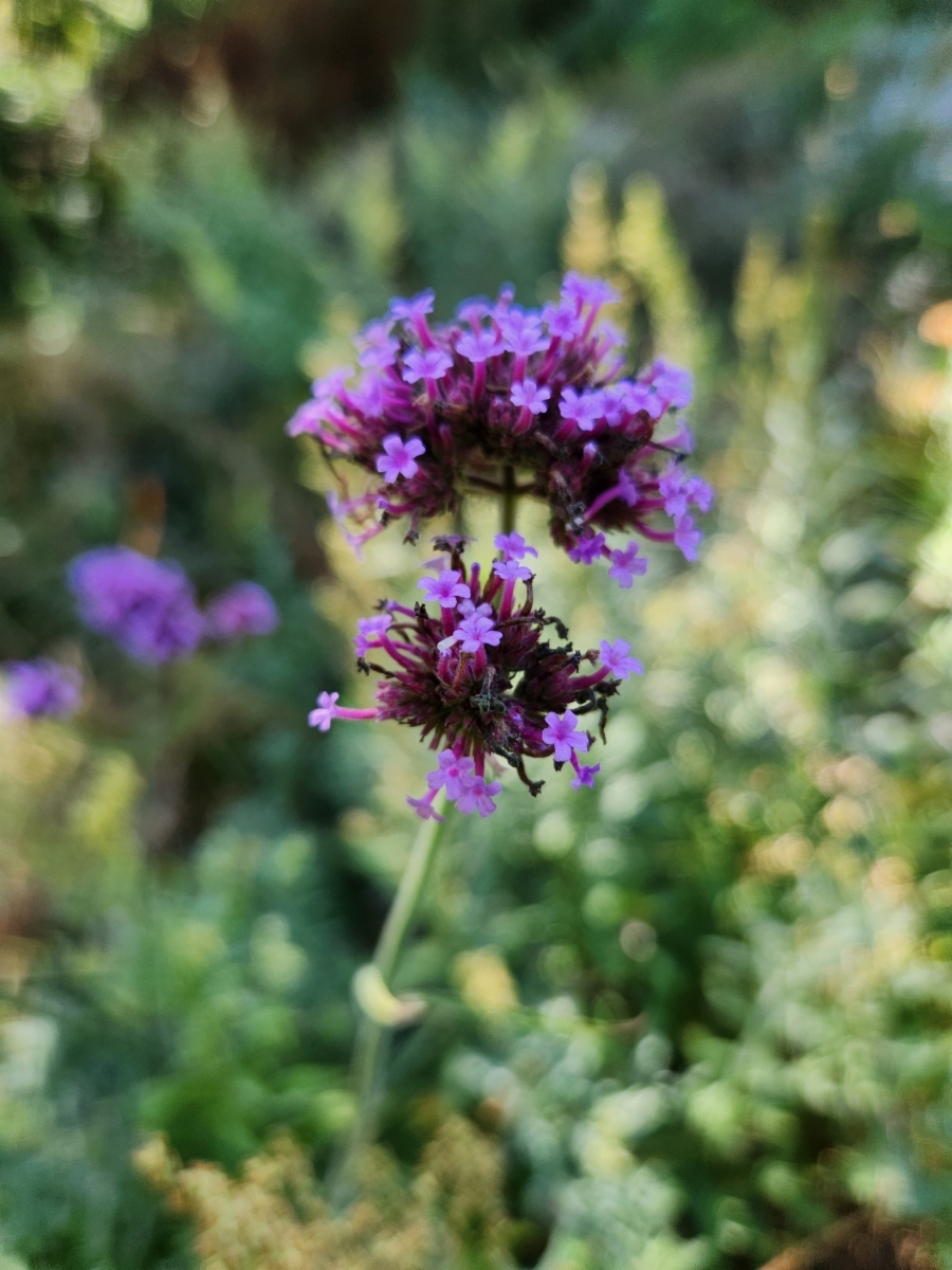 Verbena bonariensis