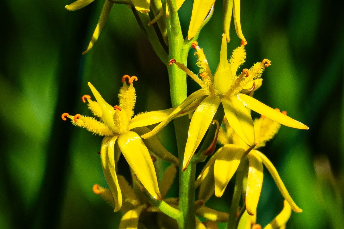 Narthecium californicum