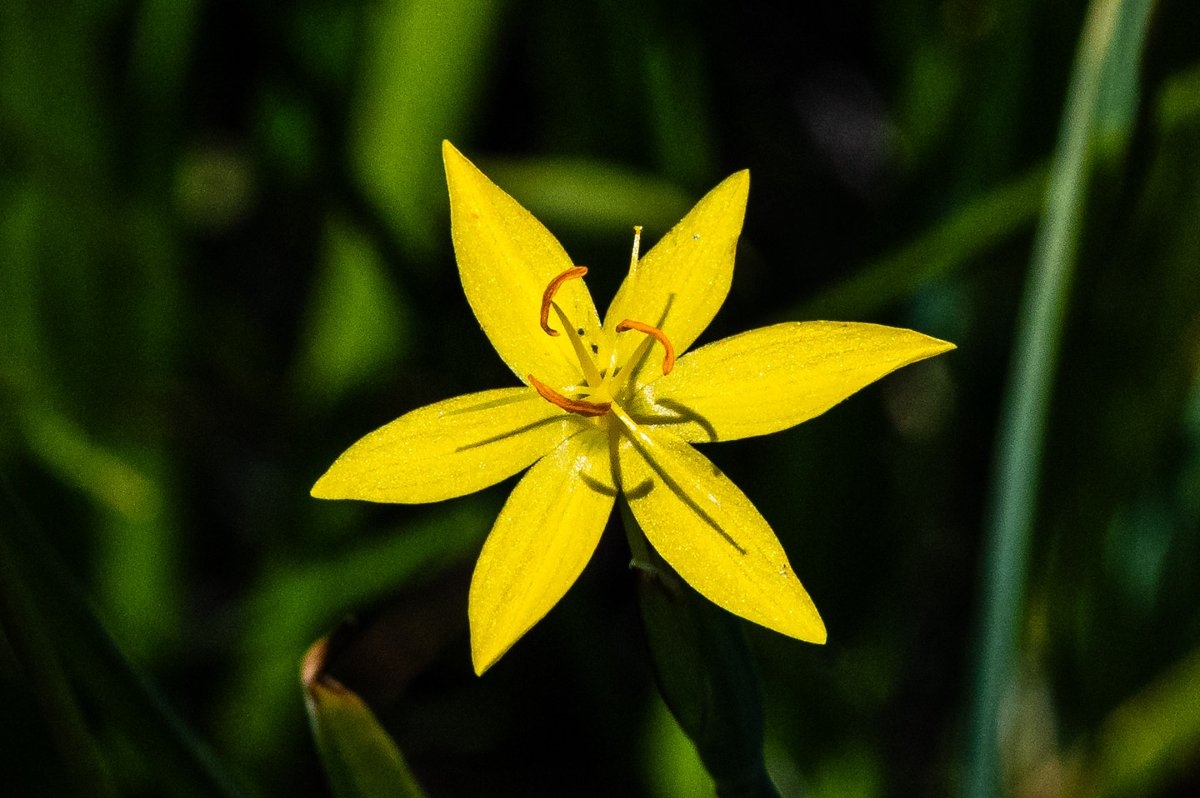 Sisyrinchium elmeri