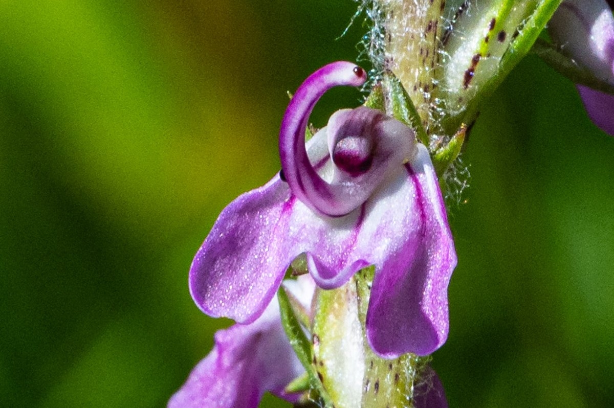 Pedicularis attollens