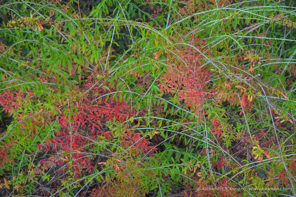 Keckiella ternata var. ternata